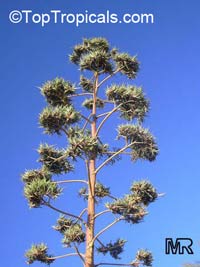 Agave americana, Century plant