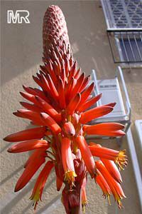 Aloe arborescens, Tree Aloe, Krantz Aloe Aloe arborescens, Tree Aloe, Krantz Aloe