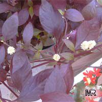 Alternanthera dentata Ruby, Joseph