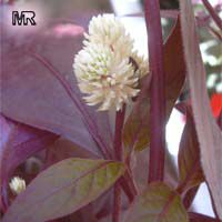Alternanthera dentata Ruby, Joseph