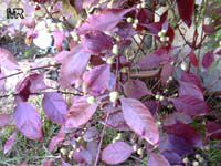 Alternanthera dentata Ruby, Joseph