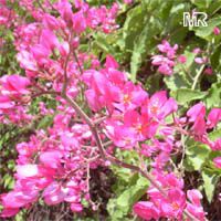 Antigonon (Antigon, Antigonum) leptopus, Mexican Coral Vine, Coral Creeper, Honolulu Creeper, Corallita, Chinese Love Vine