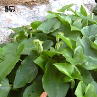 Arisarum vulgare, Friar