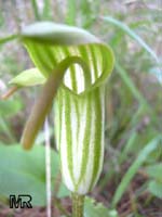 Arisarum vulgare, Friar