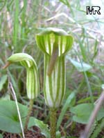 Arisarum vulgare, Friar