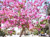 Bauhinia variegata, Orchid tree, Purple orchid tree, Mountain ebony, Poor Man Bauhinia variegata, Orchid tree, Purple orchid tree, Mountain ebony, Poor Man