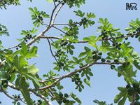 Ficus carica, Fig Tree, Brevo