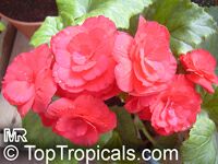 Begonia sp., Begonia Begonia sp., Begonia
