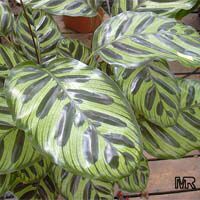 Calathea makoyana, Maranta makoyana, Peacock plant