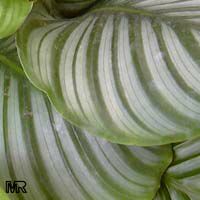 Calathea orbifolia