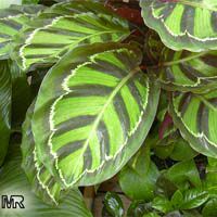 Calathea roseopicta