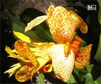 Canna X generalis, Canna Lily Canna X generalis, Canna Lily