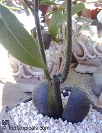 Castanospermum australe, Black Bean, Moreton Bay Chestnut