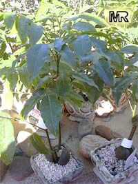 Castanospermum australe, Black Bean, Moreton Bay Chestnut