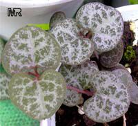 Ceropegia linearis subsp. woodii, Rosary Vine, Chain of hearts