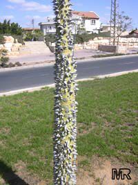 Chorisia speciosa, Ceiba speciosa, Silk Floss Tree, Bombax