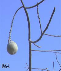 Chorisia speciosa, Ceiba speciosa, Silk Floss Tree, Bombax