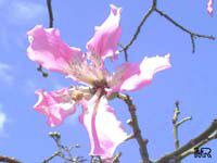 Chorisia speciosa, Ceiba speciosa, Silk Floss Tree, Bombax