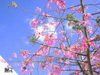Chorisia speciosa, Ceiba speciosa, Silk Floss Tree, Bombax