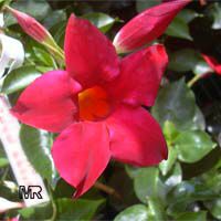 Dipladenia sanderi, Mandevilla sanderi, Mandevilla