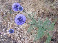 Echinops adenocaulos