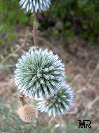 Echinops adenocaulos