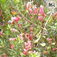Eremophila sp., Emu bush