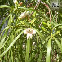 Eremophila sp., Emu bush