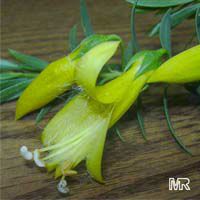 Eremophila sp., Emu bush