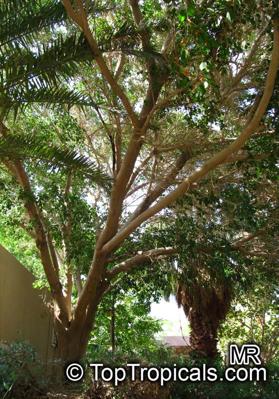 Ficus Bonsai Tree on Ficus Benjamina  Benjamin Fig  Benjamin Tree   Toptropicals Com
