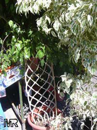 Ficus benjamina