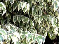 Ficus benjamina
