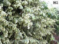 Ficus benjamina