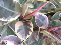 Ficus elastica