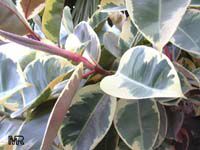 Ficus elastica