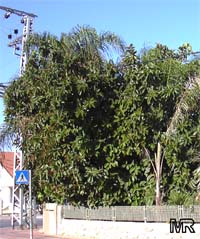 Ficus elastica