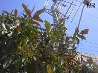 Ficus elastica