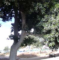 Ficus microcarpa, Ficus nitida, Ficus retusa, Chinese banyan, Indian Laurel Ficus microcarpa, Ficus nitida, Ficus retusa, Chinese banyan, Indian Laurel