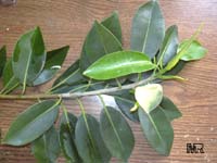 Ficus microcarpa, Ficus nitida, Ficus retusa, Chinese banyan, Indian Laurel Ficus microcarpa, Ficus nitida, Ficus retusa, Chinese banyan, Indian Laurel