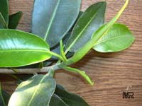 Ficus microcarpa, Ficus nitida, Ficus retusa, Chinese banyan, Indian Laurel Ficus microcarpa, Ficus nitida, Ficus retusa, Chinese banyan, Indian Laurel