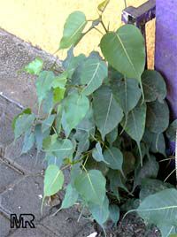 Ficus religiosa, Bo-Tree, Sacred Ficus