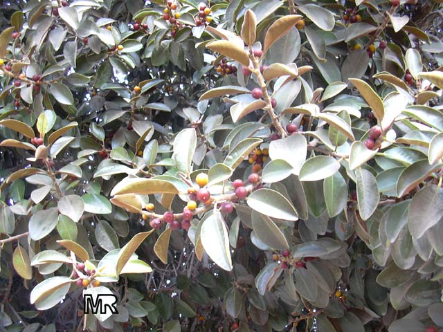 Нераспространенные виды фикусов Ficus_rubiginosa1931