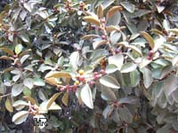 Ficus rubiginosa, Ficus microphylla, Rusty-Leaf Fig, Port-Jackson Fig