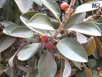 Ficus rubiginosa, Ficus microphylla, Rusty-Leaf Fig, Port-Jackson Fig
