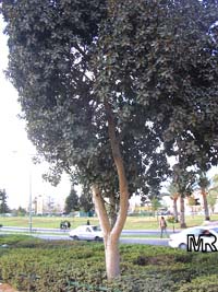 Ficus rubiginosa, Ficus microphylla, Rusty-Leaf Fig, Port-Jackson Fig