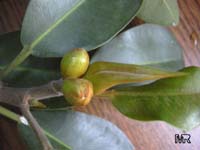 Ficus rubiginosa, Ficus microphylla, Rusty-Leaf Fig, Port-Jackson Fig