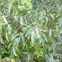 Ficus cordata salicifolia