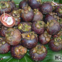 Garcinia mangostana, Mangosteen