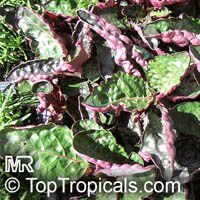 Hemigraphis alternata, Hemigraphis colorata, Red Ivy, Red Flame Ivy, Waffle plant