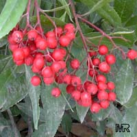Heteromeles arbutifolia, Toyon, California-holly, Christmasberry